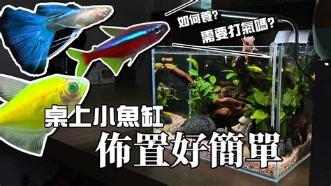 怎麼養魚|魚中魚─養魚新手愛注意！這樣做魚兒更舒適！